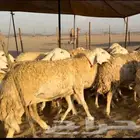 ماشاء الله تبارك الله