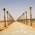 زراعه جميع انواع النخل العربي والوشنطني