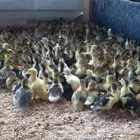 صوص بط بلدى