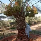 نخل مثمر نقايل فسايل إخلاص صقعي سكري خضري روثان سلج منيفي