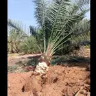 نقوم بقلع وغرس وتكريب وتنظيف وتسميد النخيل