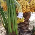 نخل جميع الأحجام والانواع