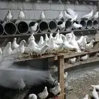 فرز حمام