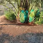 نخيل اخلاص طيبه للبيع