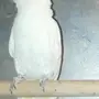 للبيع ببغاء كوكاتو شبه اليف
