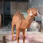 مجسمات ديكورا فايبر جلاس