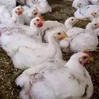 انا مشرف ومربي مزارعة دواجن خبره عاليه في هذا المجال