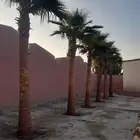 نخل واشنطني وشنطن زينه للبيع