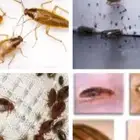 رش حشرات مكافحة بخ حشرات في جده صراصير بق نمل أبيض وزغ فئران