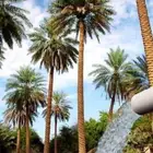 نشتري محصول التمور