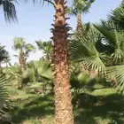 نخيل نخل واشنطنيا