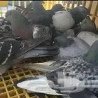 حمام الميق للصقور