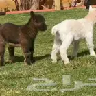 ماعز قزمي تشيكي عمر اسبوع