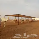 مضلات ألا ابل سهلة الفك وتركيب