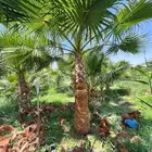 نخل واشنطونيا
