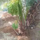 053 863 9765  يوجد لدينا جميع انواع النخيل يوصل انحاء المم