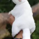 صغير السنجاب الطائر (لوسيستك-leucistic) sugar glider