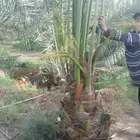 نخيل مثمر للبيع صقعي سكري اخلاص هلالي مجدوله شيشي برحي