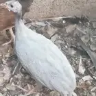 دجاج حبشي ما يسمئ بالحجل