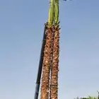 نخل واشنطوني زينه أمريكي