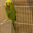 انثئ دره للبيع او البدل