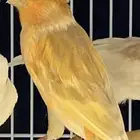 كناري فحول منتجه الون مشمشي بصلي جاسب