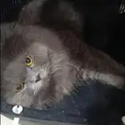 قط للتبني