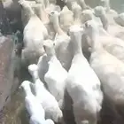 ضان قريب رفيدي