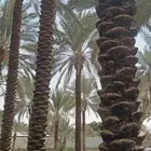 يوجد لدينا نخل عربي واشنطني خلاص ملوكي روثانا برحي سكري