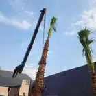 نوفر جميع انواع انخل الوشنطن والعربي