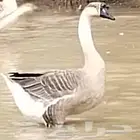 جوزين وز عراقي اصيل للبيع