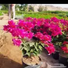 لتنسيق الحدائق وزراعة جميع انواع الأشجار المثمرة والزينة
