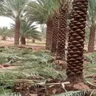 نخل عربي وزينه وشنطني