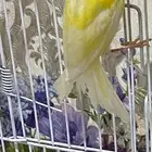 للبيع كناري
