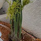 نخل لبيع بجميع انواعه ولمقسات المختلفه حفر الباطن الشرقيه