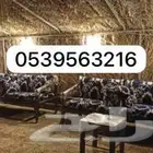 مراكيز كراسي حديد مراكيزاستراحات خارجية أحواش