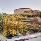 نقوم بتوريد الفسايل