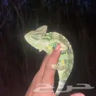 حرباء بيع بلجمله يتوفر حجم وسط كبير