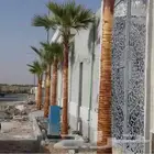 اللعمال النخيل العربي و الوشنطني