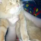 قطه انثى للتزاوج بالرياض حي الخليج تزاوج مده ثلاث ايام الى ا