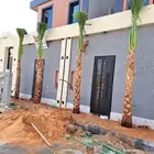 نخل للبيع خلاص مثمره وسكري مثمر وبرحي وواشنطن