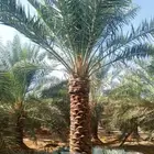 نخل مثمر للبيع