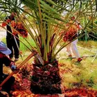 نخل مثمر نخيل مثمر نقايل جثايث واشنطني اخلاص سكري برحي صقعي