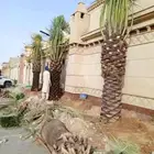 نخل للبيع نخيل مثمر نقايل جثايث خلاص سكري صقعي برحي شيشي سلج