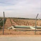 نخيل للبيع جميع الأنواع والمقاسات عربي وزينه واشنطني وتركيب