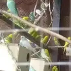 الطيور