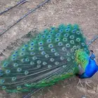 جوز فروخ طاووس