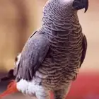 ببغاء كاسيكو مفقود