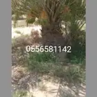 يوجد لد ينا جميع انوع النخل العربي ولاوشنطني