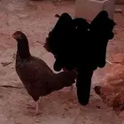 دجاج بلدي اصيل العمر سنه وشهرين بيض ماشاءالله تبارك محايل ع